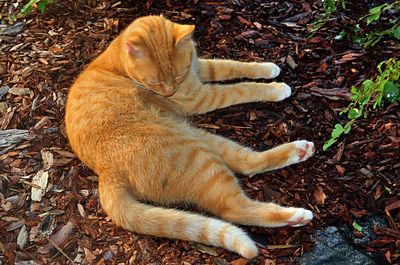 High angle view of a cat lying on land