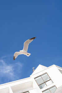 Low angle view of seagull flying