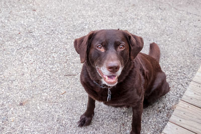 High angle portrait of dog standing outdoors