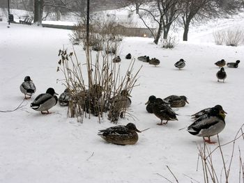 Birds on snow covered field