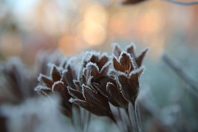 Close-up of frozen plant