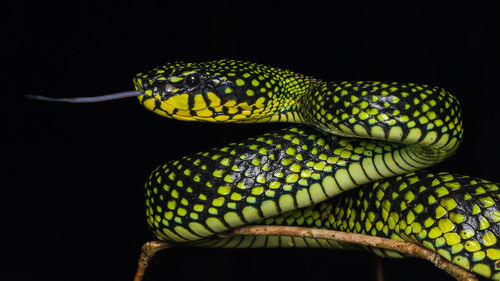 Close-up of a lizard