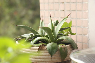 Close-up of succulent plant