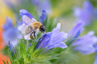 Close-up of bee on purple flower