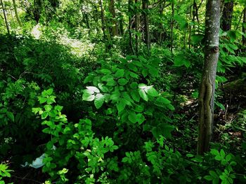 Trees growing in forest