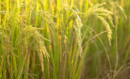 Close-up of wheat growing on field
