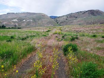 Scenic view of field against sky