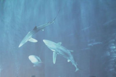 Close-up of fish swimming in water