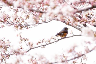 Close-up of bird perching on cherry blossom tree