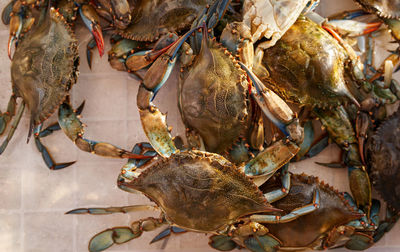 Close-up of seafood