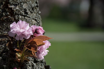 Close-up of pink flowering plant on field