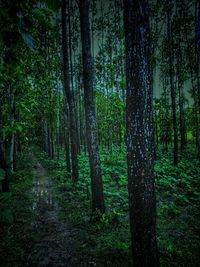 Trees in forest