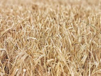 Full frame shot of wheat field