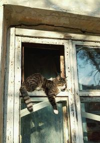 Cat looking through window