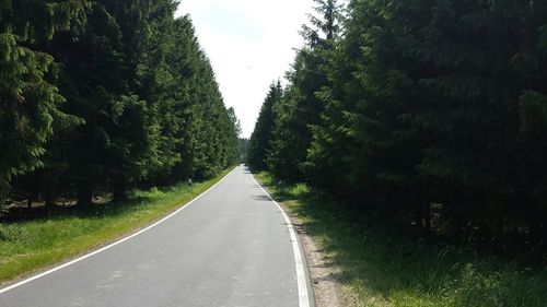 Country road along trees
