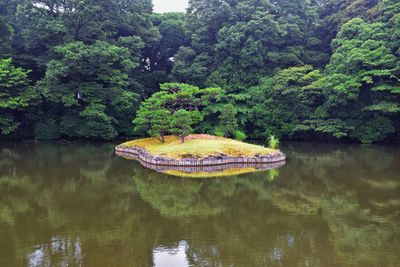 Scenic view of lake by trees in forest