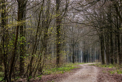 Dirt road amidst trees in forest