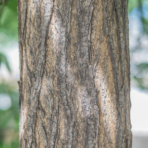 Close-up of tree trunk