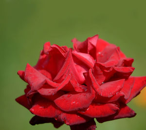 Close-up of red rose