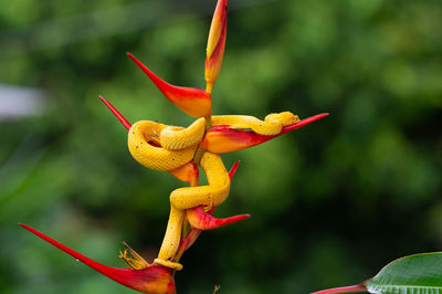 Close-up of red flower