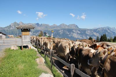 Cows on field against sky