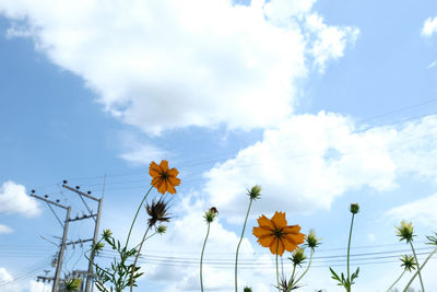 Low angle view of flowering plants against cloudy sky