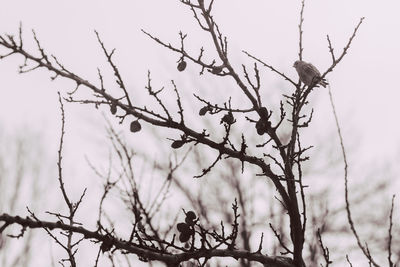 Low angle view of bare tree against sky