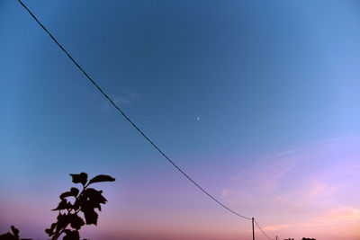 Low angle view of silhouette plants against sky during sunset