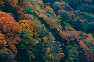 High angle view of autumn trees in forest