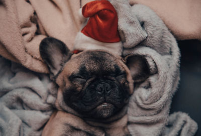 French bulldog puppy in santa hat sleeping on sofa.