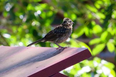Close-up of bird perching on a railing
