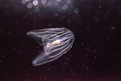 Close-up of jellyfish swimming in sea