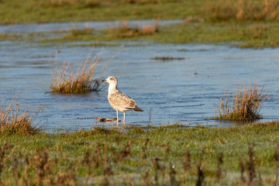 Bird perching on a land