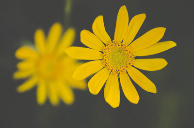 Close-up of yellow daisy flower