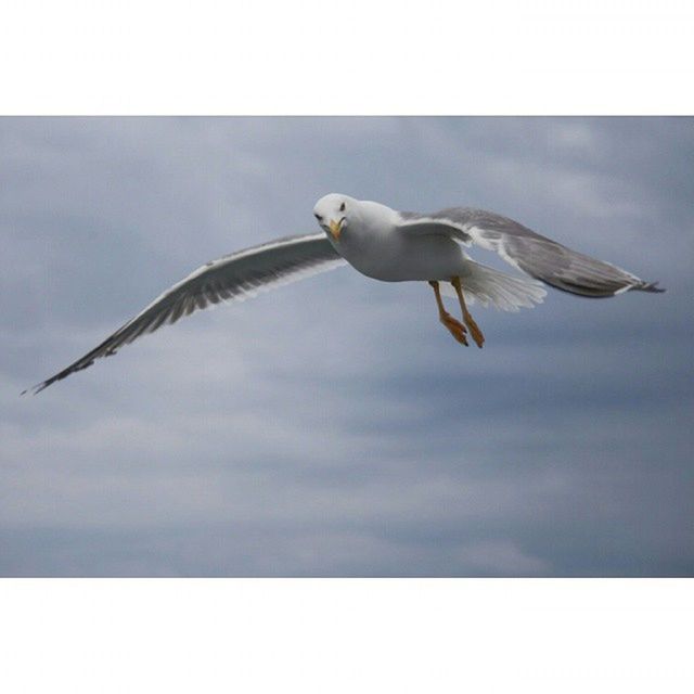 bird, animals in the wild, animal themes, transfer print, wildlife, flying, spread wings, one animal, auto post production filter, low angle view, seagull, mid-air, sky, full length, nature, day, zoology, outdoors, animal wing, no people