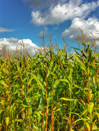 Plants growing on field against sky