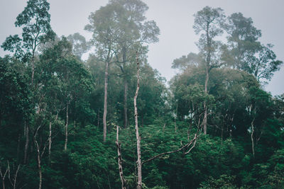 Trees in forest