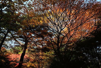 Low angle view of trees against sky