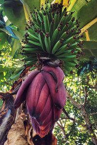 Close-up of banana tree