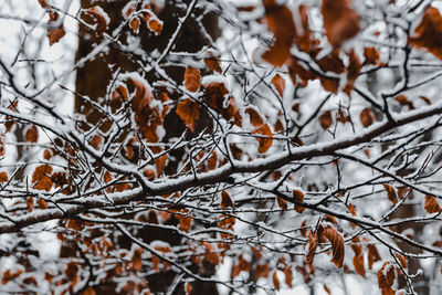 Close-up of frozen tree during winter