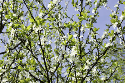 Low angle view of tree against sky
