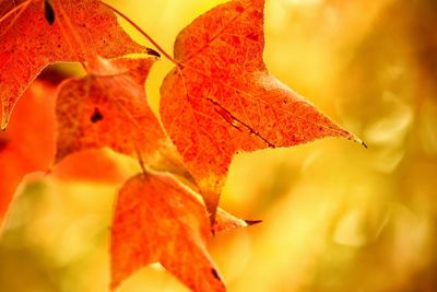 Close-up of leaves