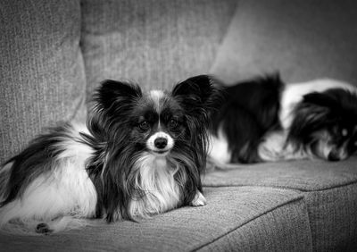 Portrait of dog relaxing on sofa