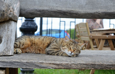 Cat sleeping on wood banch