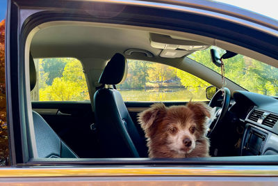 Portrait of dogs in car