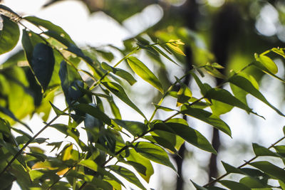 Low angle view of leaves on tree against sky