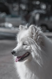 Close-up of dog looking away