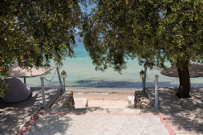 Trees by swimming pool at beach