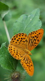 Close-up of butterfly on leaf