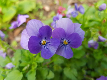 Close-up of purple flowering plant